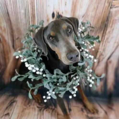 Cobain Jenkins Cobain Jenkins