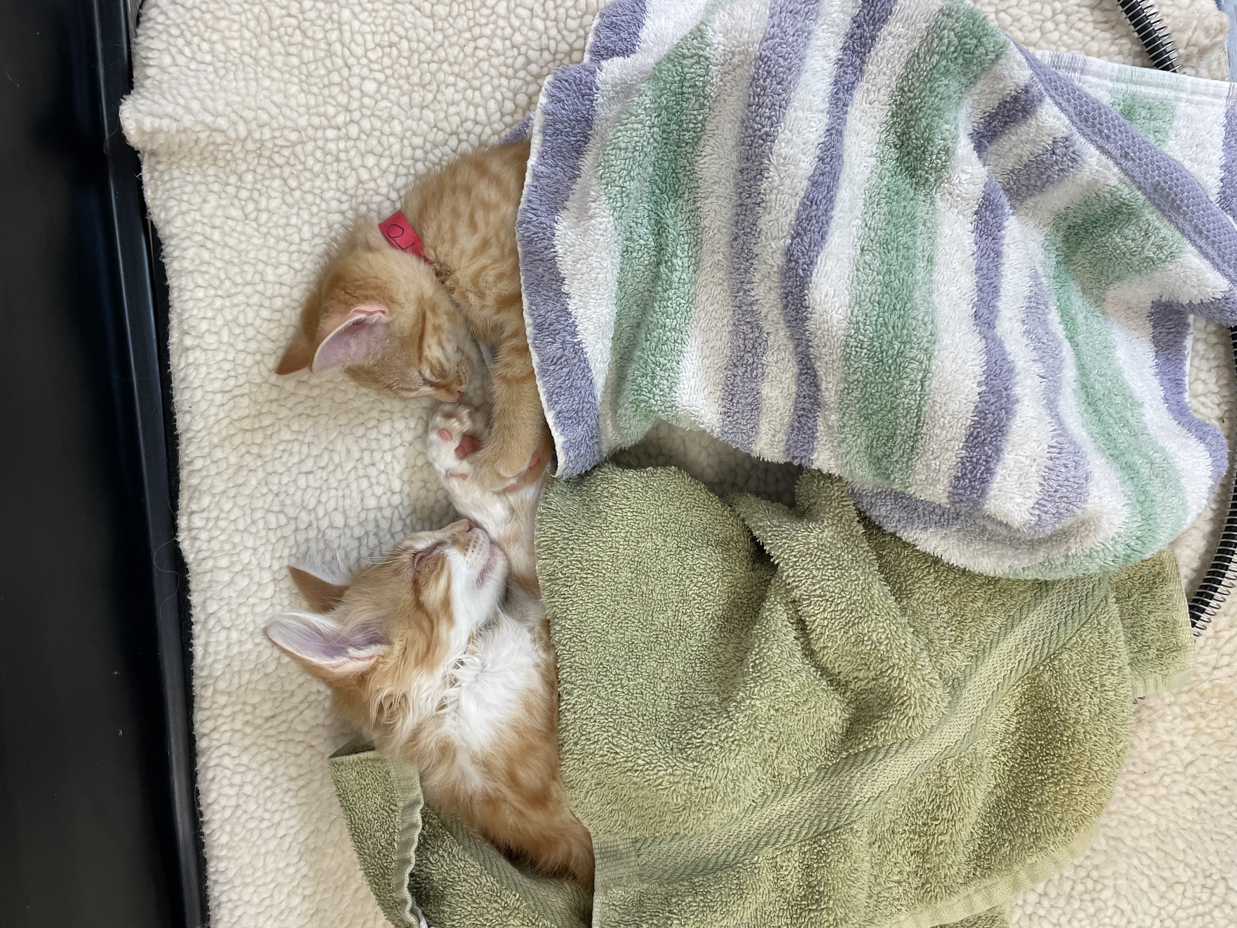 Two Cats in Towels at Ferry Farm Animal Clinic