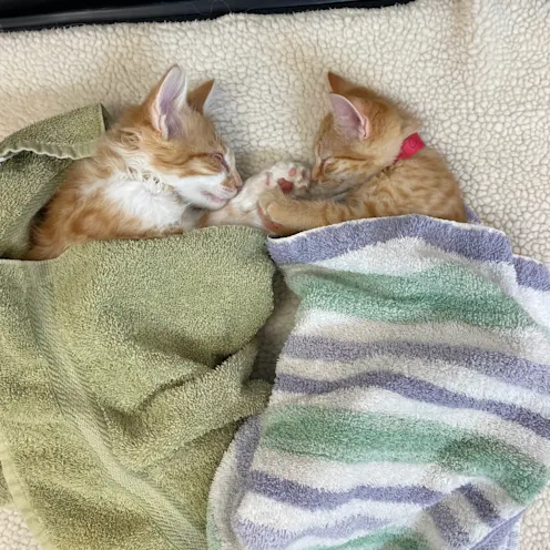Two Cats in Towels at Ferry Farm Animal Clinic Two Cats in Towels at Ferry Farm Animal Clinic