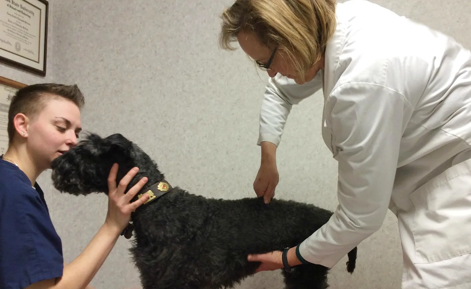 Veterinarian performing chiropractic care on a patient Veterinarian performing chiropractic care on a patient