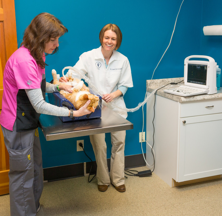 Cat receiving an ultrasound