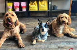 Suite-Style vs. Kennel-Style Dog Boarding: Which Is Worth It?