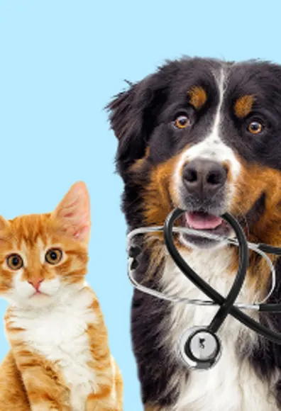 Dog & Cat with Stethoscope - Light Blue BG