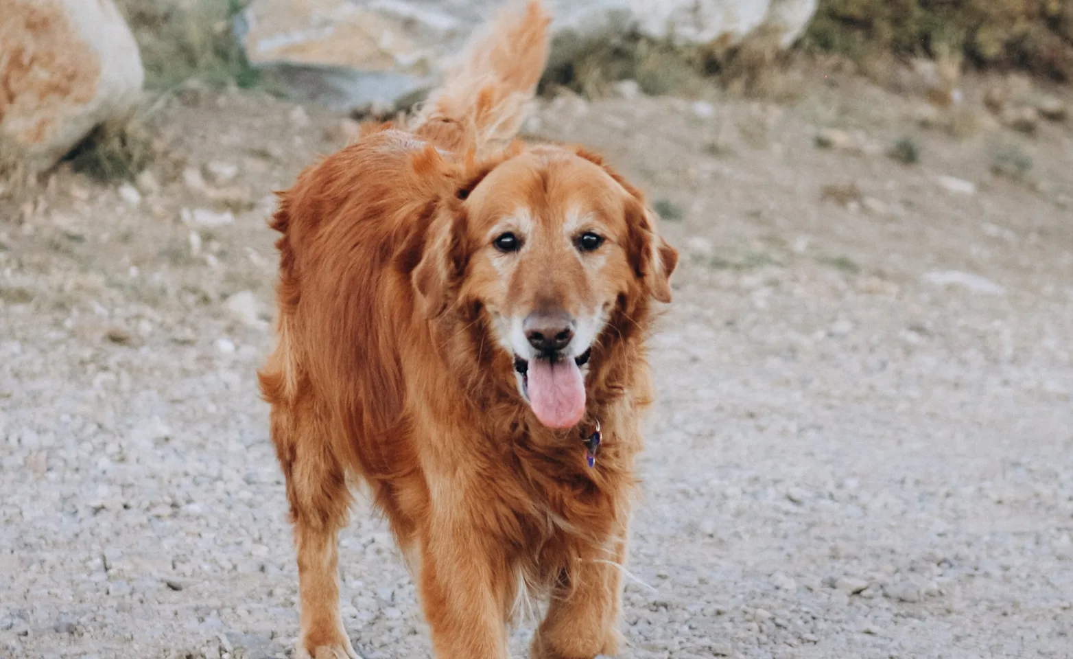 Dog standing in front of rocks