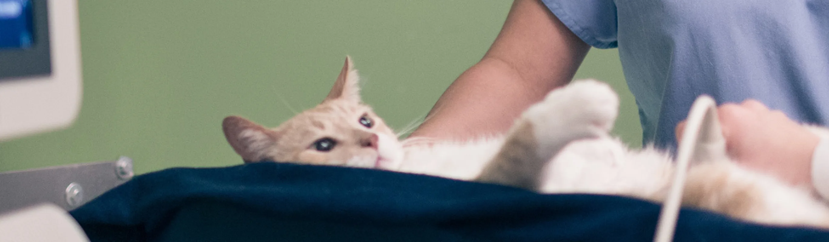 Small cat getting an ultrasound Small cat getting an ultrasound