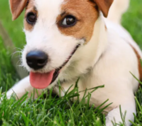 Dog sitting in the grass Dog sitting in the grass