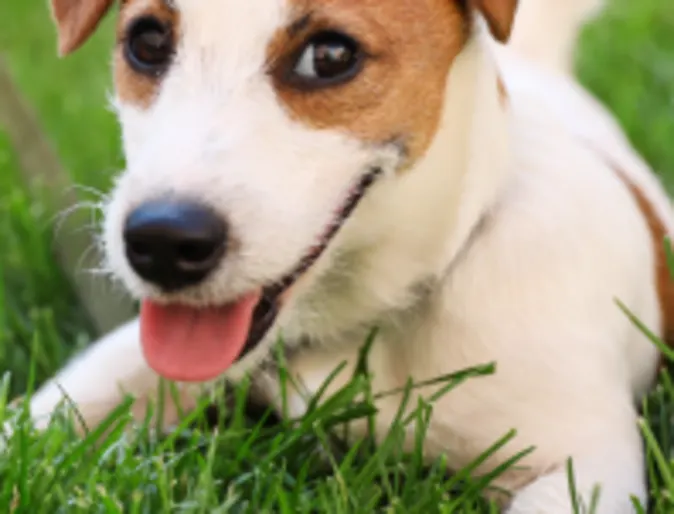 Dog sitting in the grass