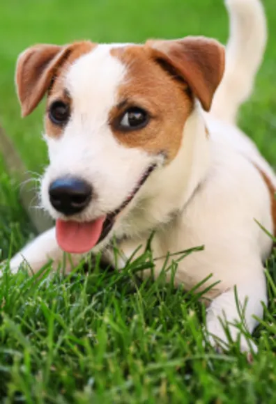 Dog sitting in the grass