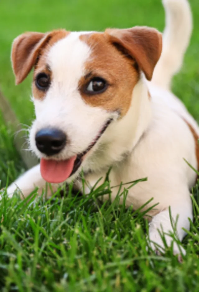 Dog sitting in the grass Dog sitting in the grass