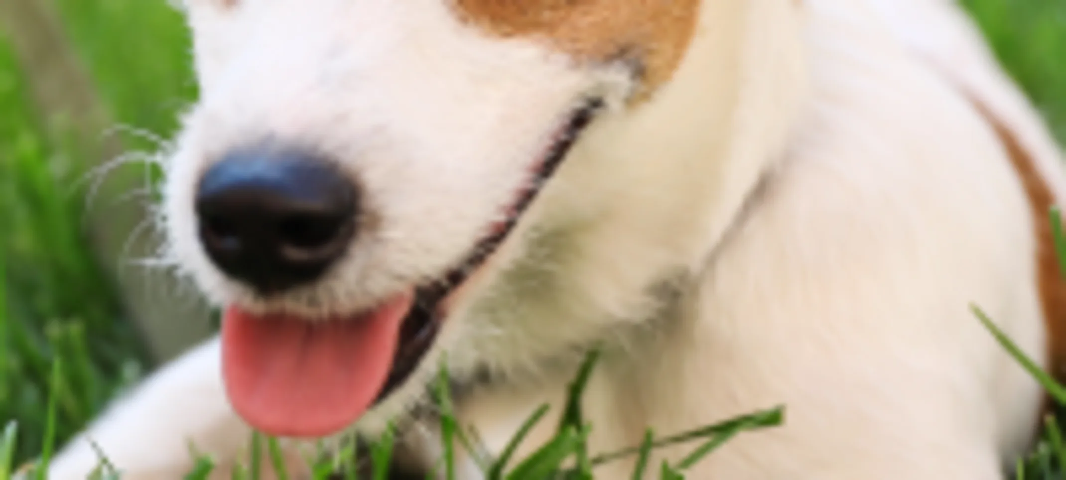 Dog sitting in the grass Dog sitting in the grass