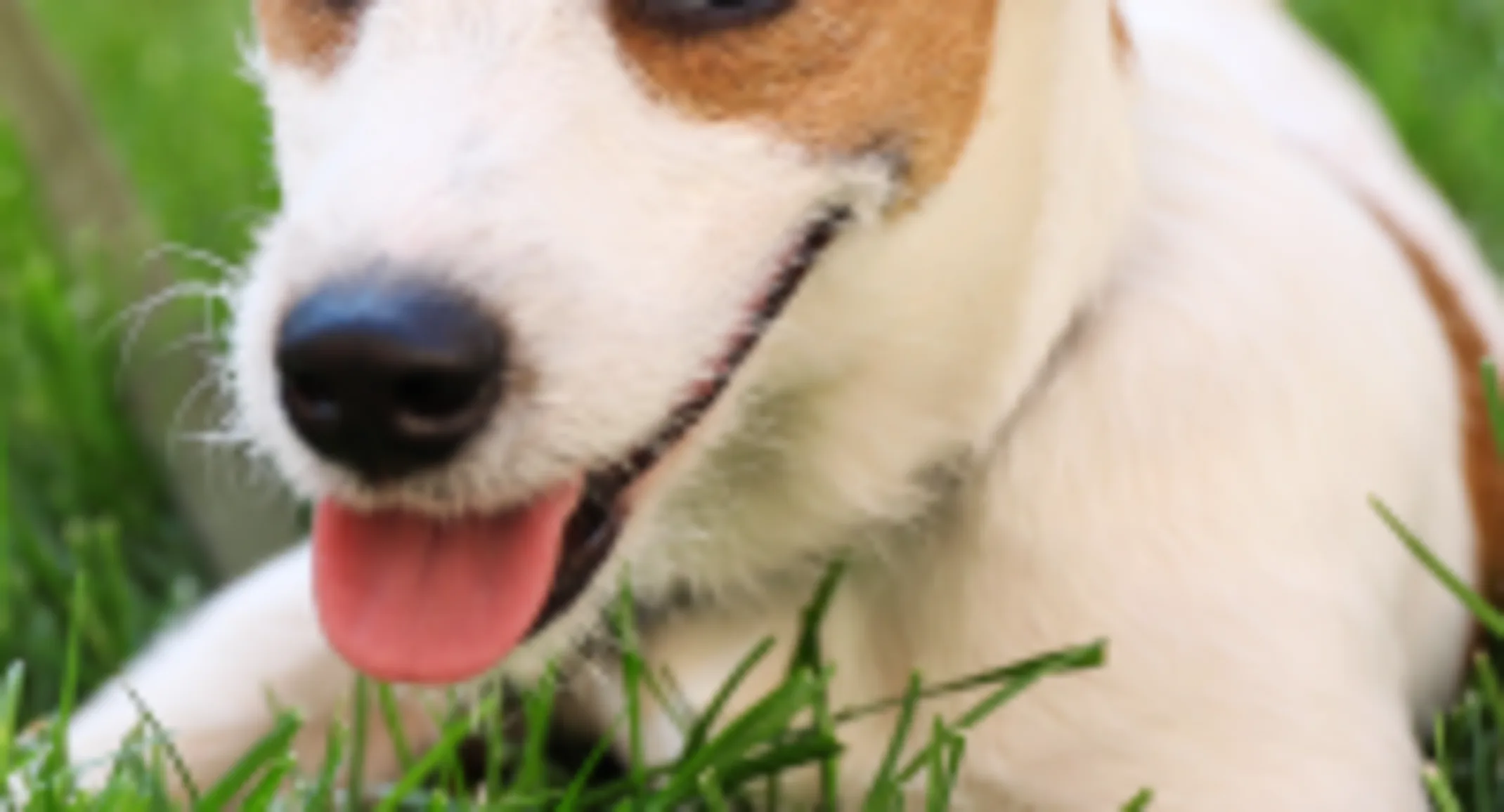 Dog sitting in the grass Dog sitting in the grass