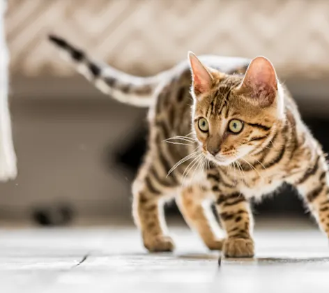 tabby kitten in a playful stance tabby kitten in a playful stance