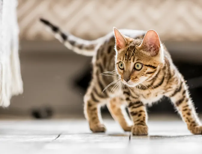 tabby kitten in a playful stance