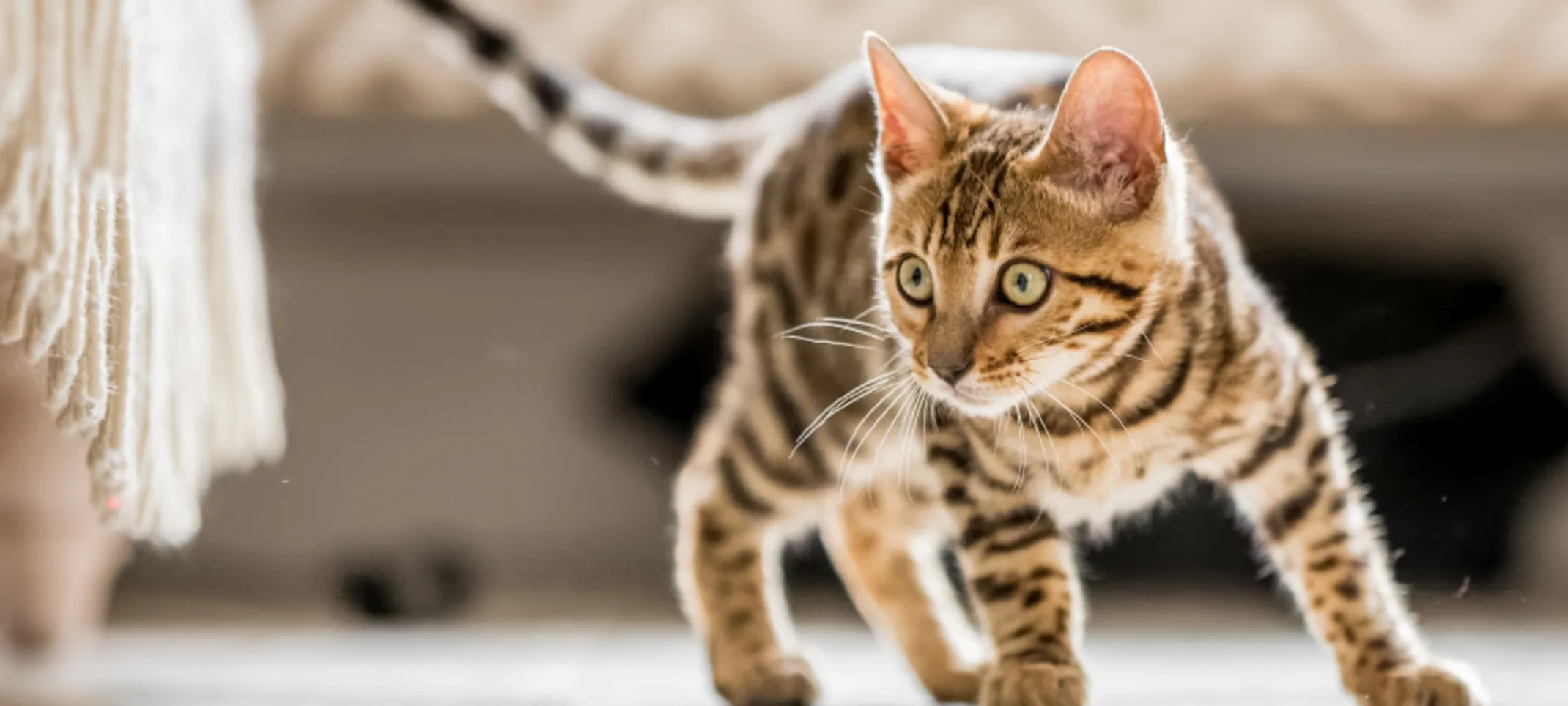 tabby kitten in a playful stance tabby kitten in a playful stance