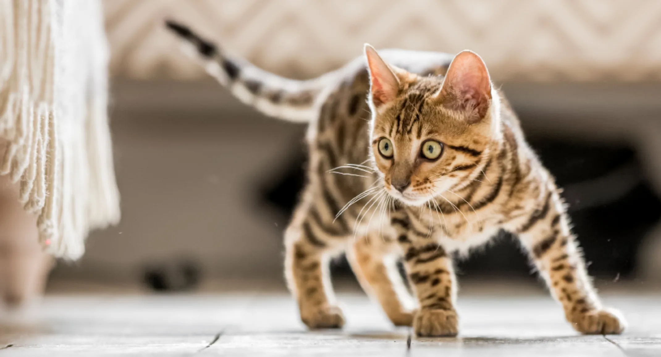 tabby kitten in a playful stance