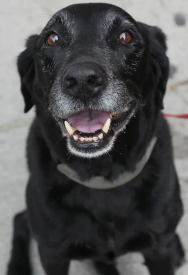 Dog on a leash sitting Dog on a leash sitting