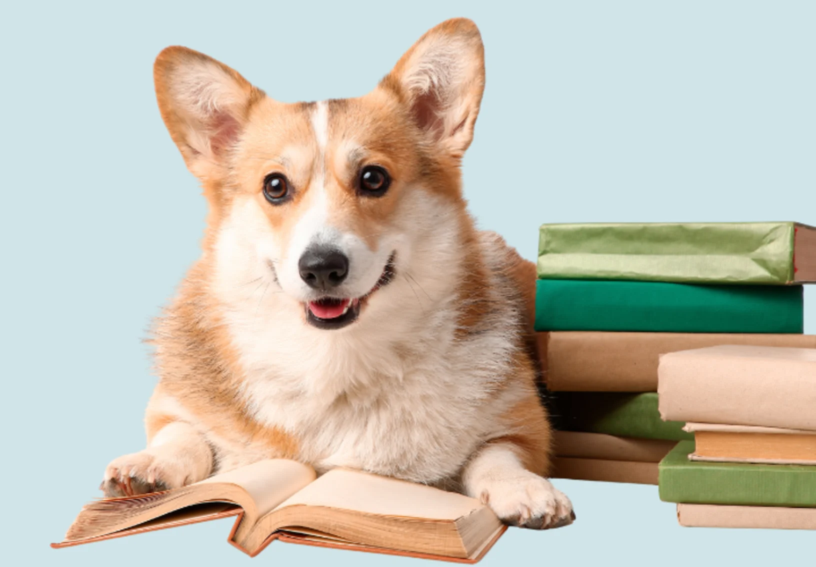 Corgi with books Corgi with books