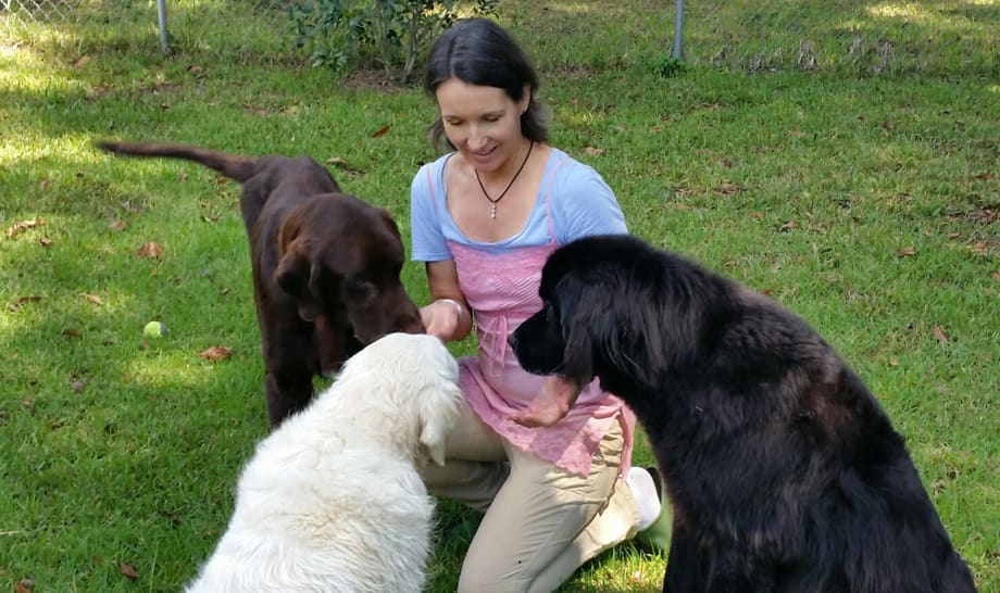 Group photo of 3 big dogs being petted by a lady in the middle.