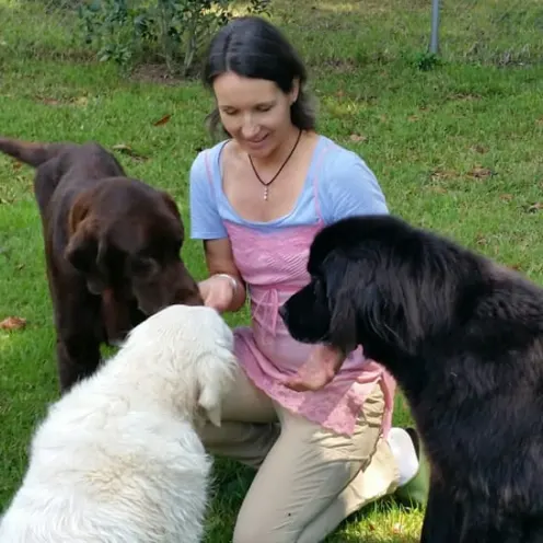Group photo of 3 big dogs being petted by a lady in the middle.