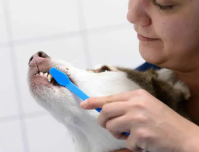 Staff brushing a husky's teeth at an angle Staff brushing a husky's teeth at an angle