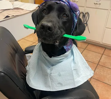 Black dog with green toothbrush in its mouth Black dog with green toothbrush in its mouth