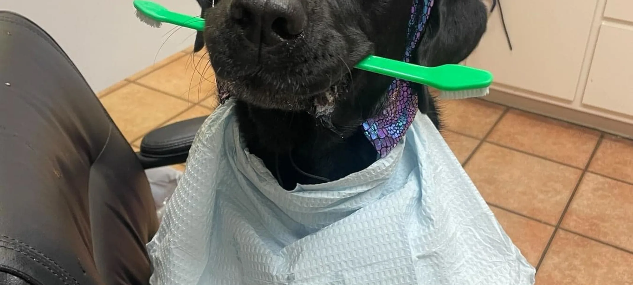 Black dog with green toothbrush in its mouth Black dog with green toothbrush in its mouth