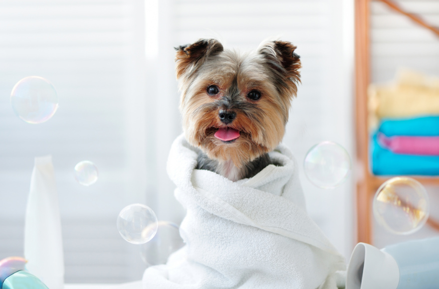 Sachem Pet Hotel & Day Spa Sachem Animal Hospital