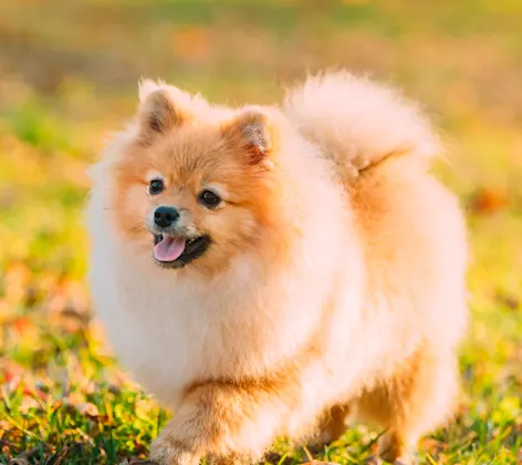 Fluffy dog running on grass Fluffy dog running on grass