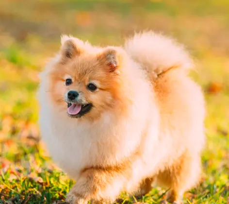 Fluffy dog running on grass