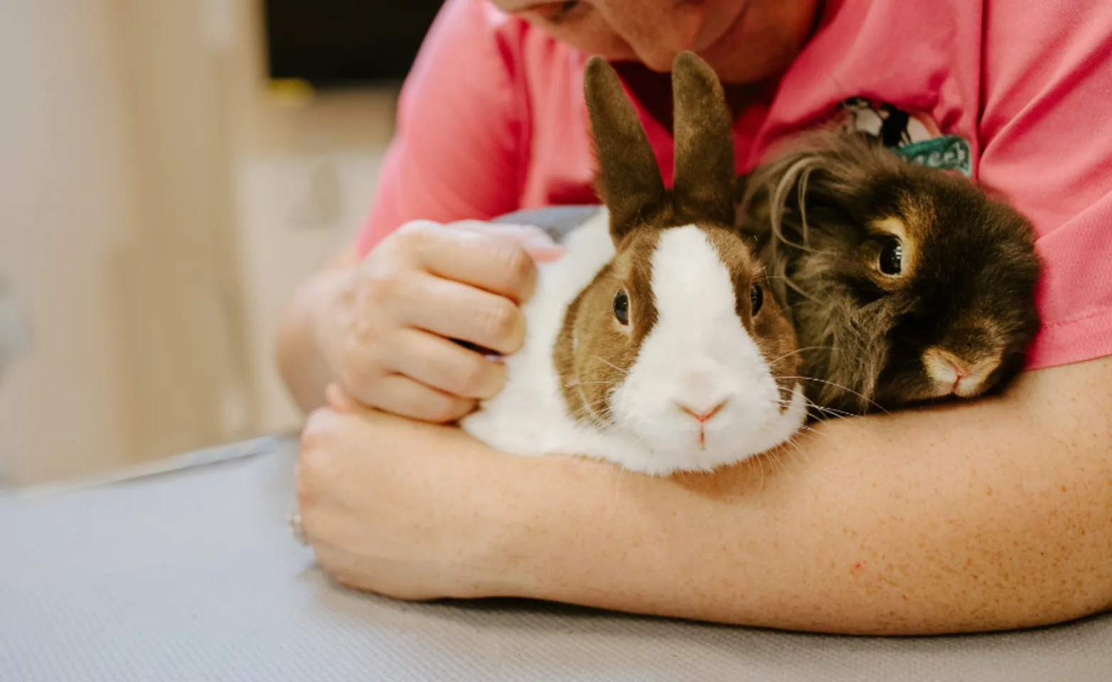 Veterinarian Holding Two Rabbits Veterinarian Holding Two Rabbits
