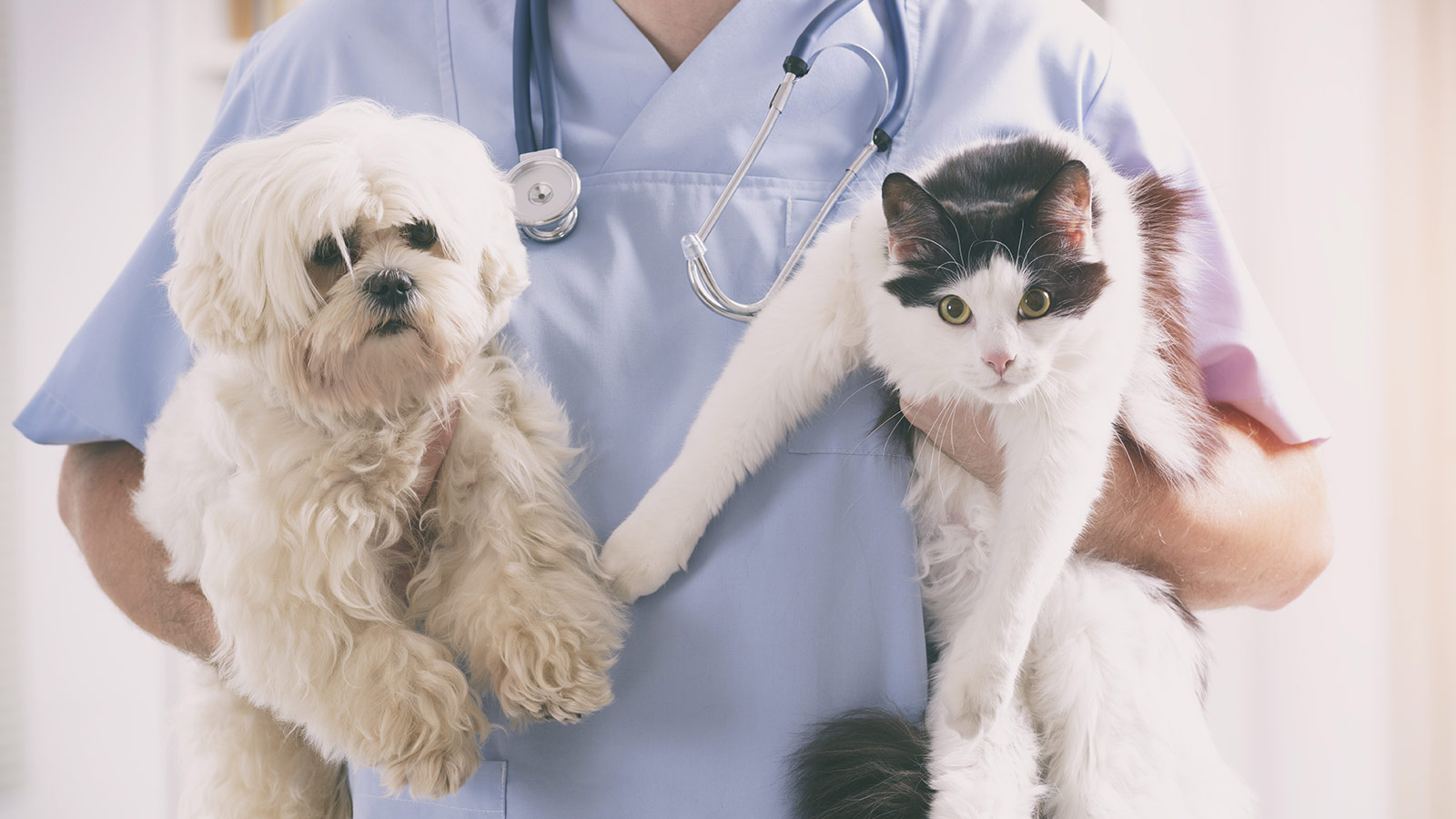 The dog store and cat doctor