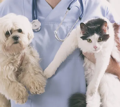 Veterinarian holding a dog and a cat Veterinarian holding a dog and a cat