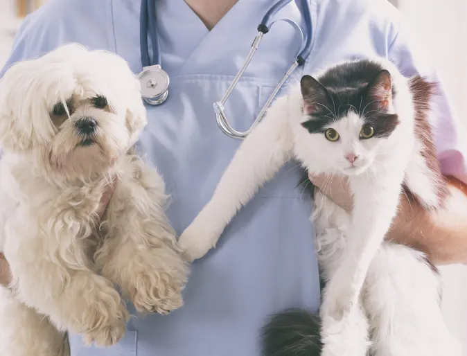 Veterinarian holding a dog and a cat