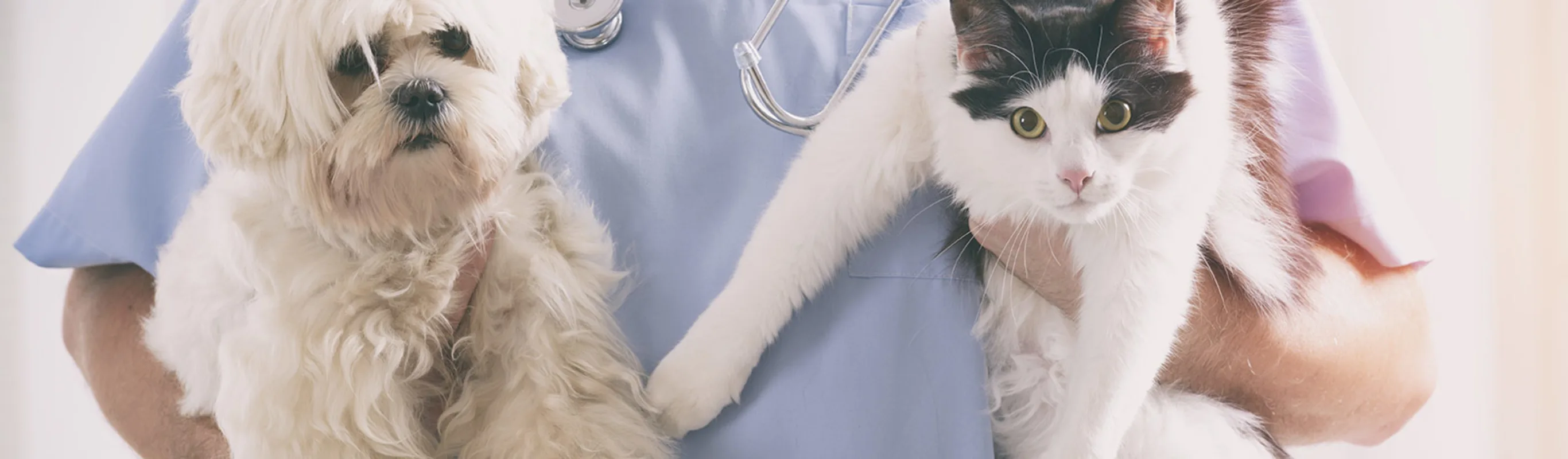 Veterinarian holding a dog and a cat Veterinarian holding a dog and a cat