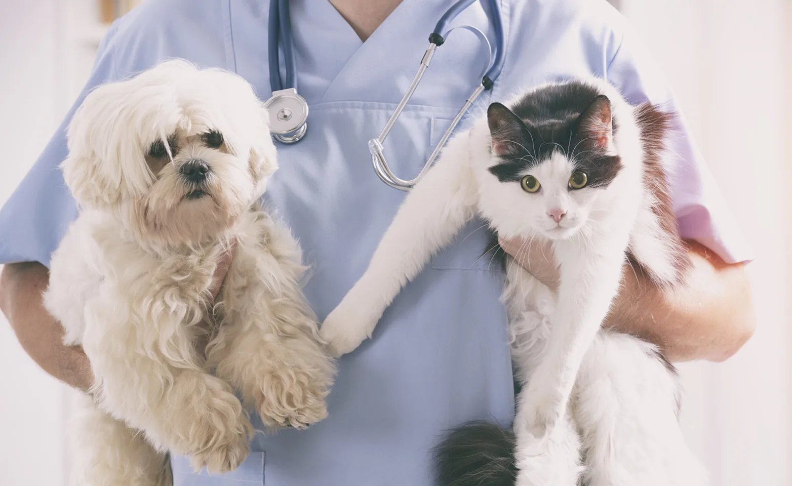 Veterinarian holding a dog and a cat