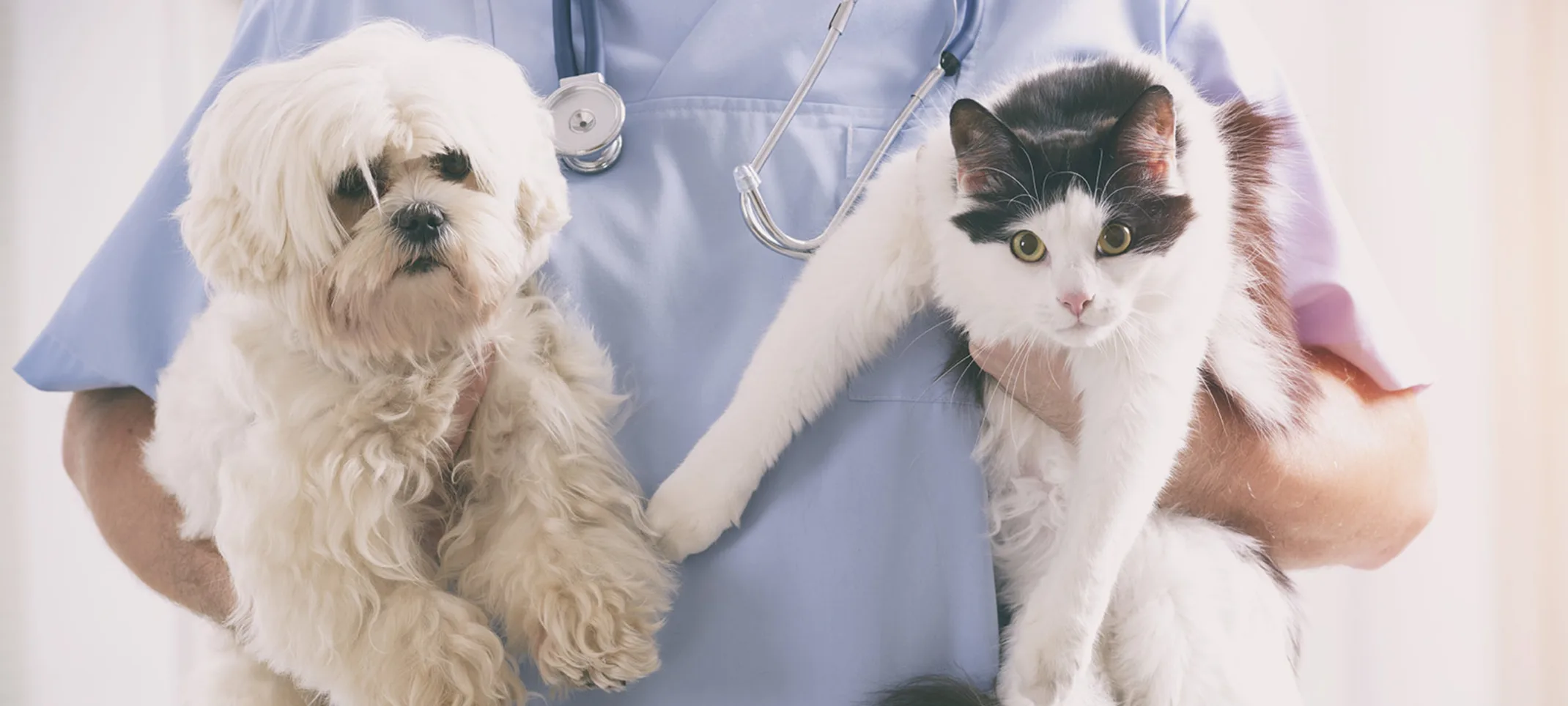 Veterinarian holding a dog and a cat