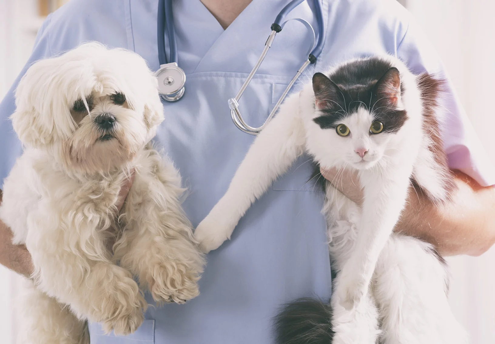 Veterinarian holding a dog and a cat Veterinarian holding a dog and a cat