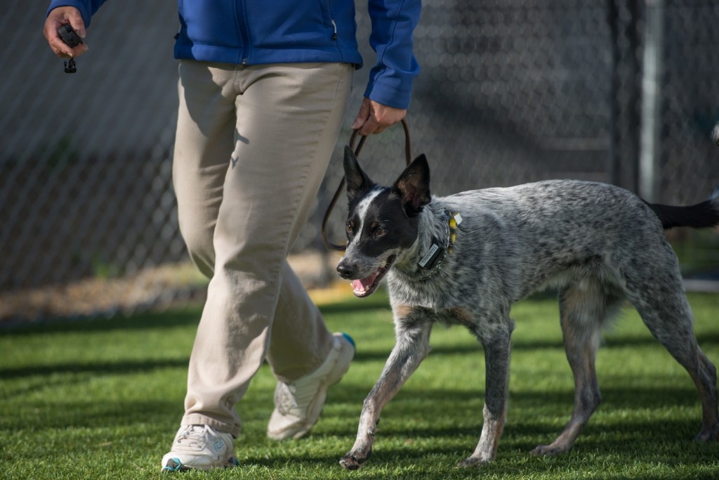 Folsom Dog Resort & Training Center Training