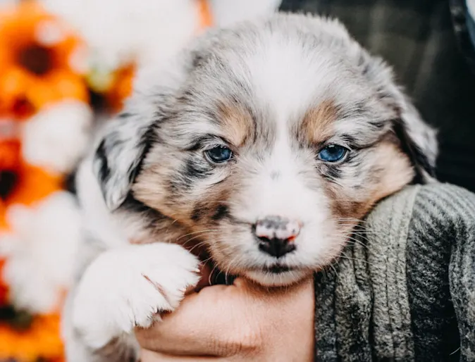 Gray and light brown Australian Shepherd puppy is being held by a child. Gray and light brown Australian Shepherd puppy is being held by a child.