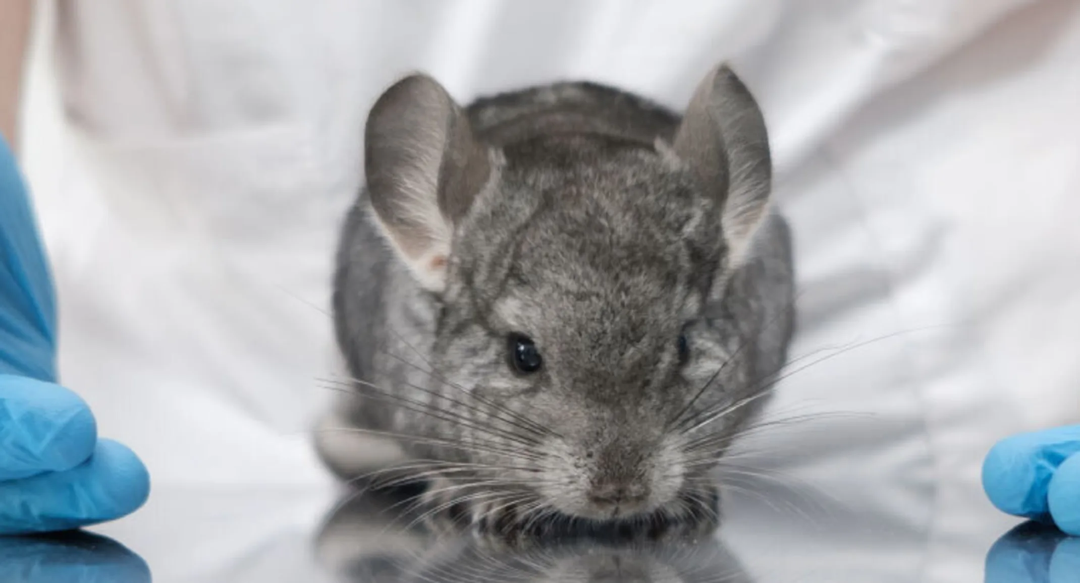 Mouse (rodent) sitting on a table with gloved hands resting next to them Mouse (rodent) sitting on a table with gloved hands resting next to them