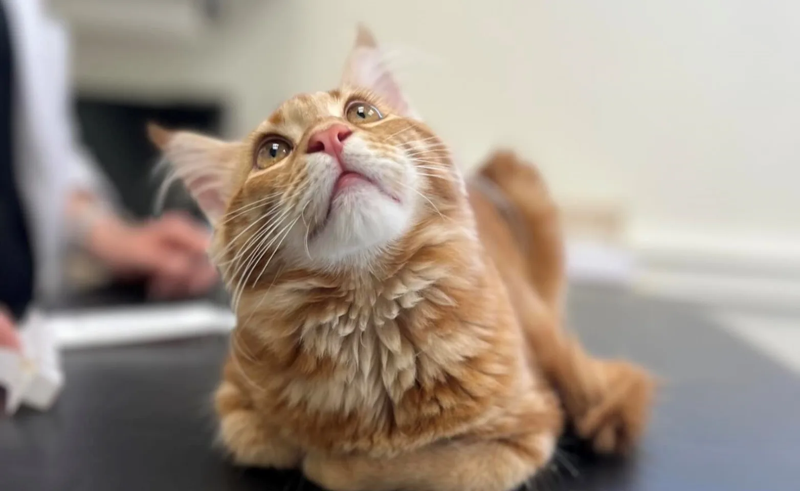 Orange cat loafing Orange cat loafing