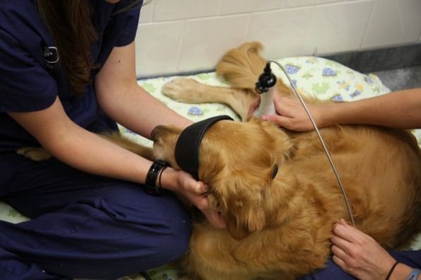 Valley Cottage Animal Hospital Laser Therapy