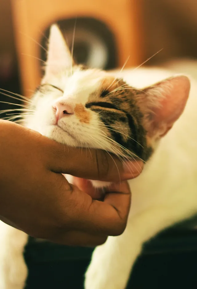 woman scratching cat woman scratching cat