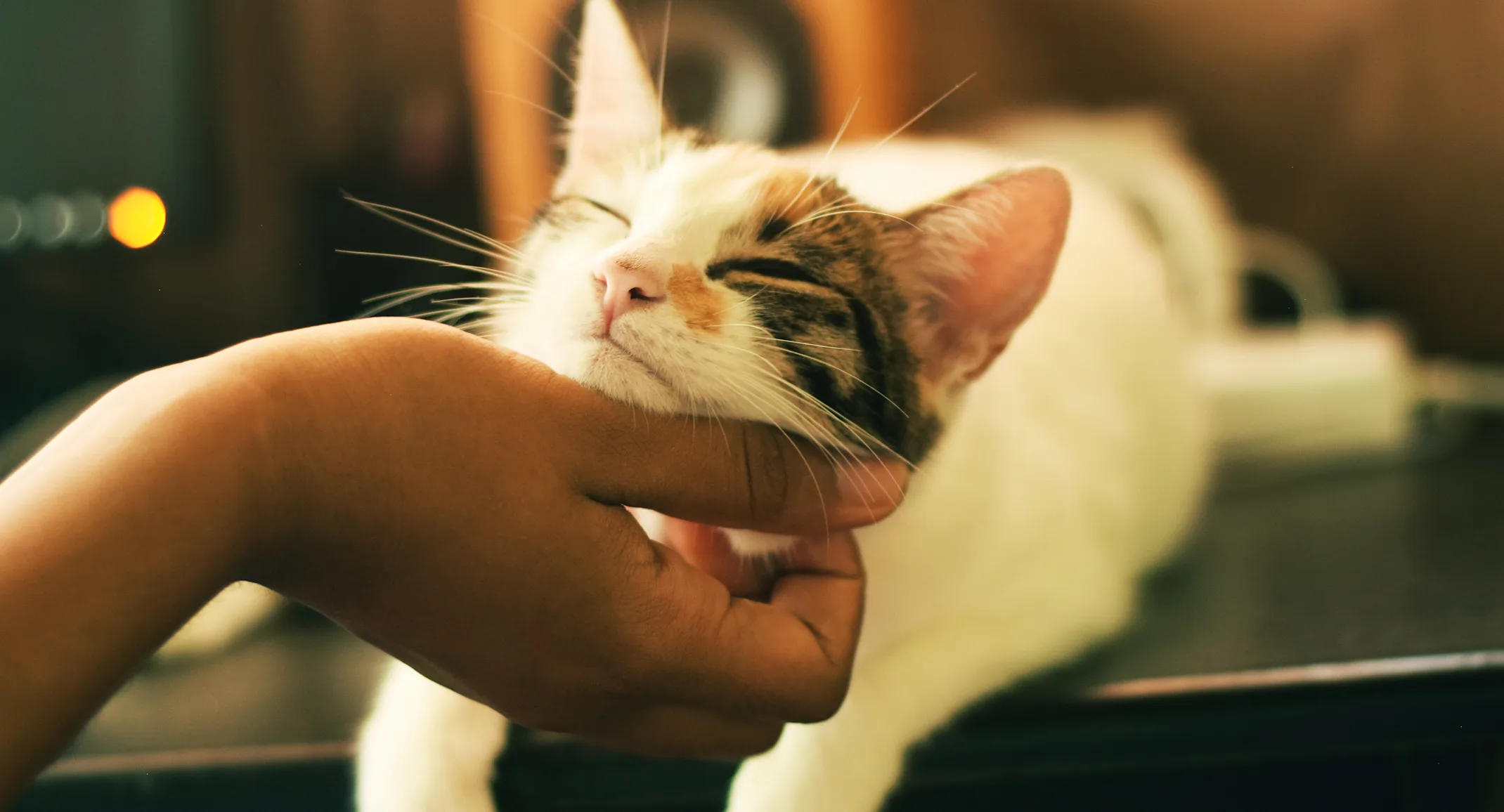 woman scratching cat woman scratching cat