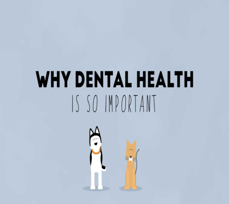 What to Expect Dental Treatment