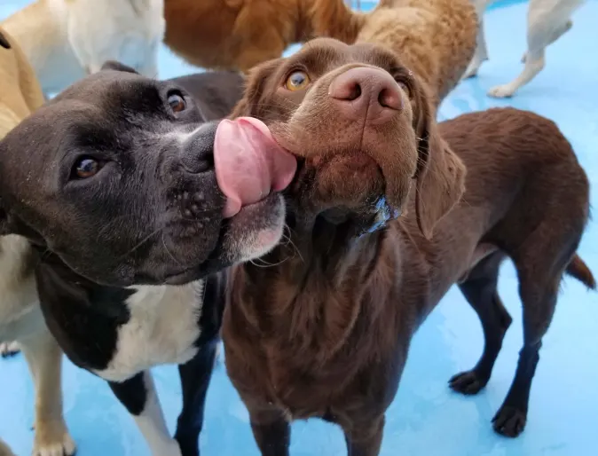 dogs licking each other in a small pool