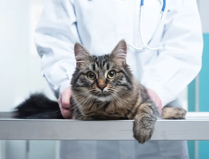 A fluffy cat on an exam vet table A fluffy cat on an exam vet table