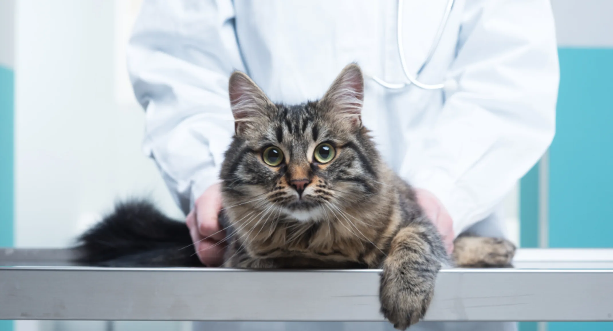 A fluffy cat on an exam vet table A fluffy cat on an exam vet table
