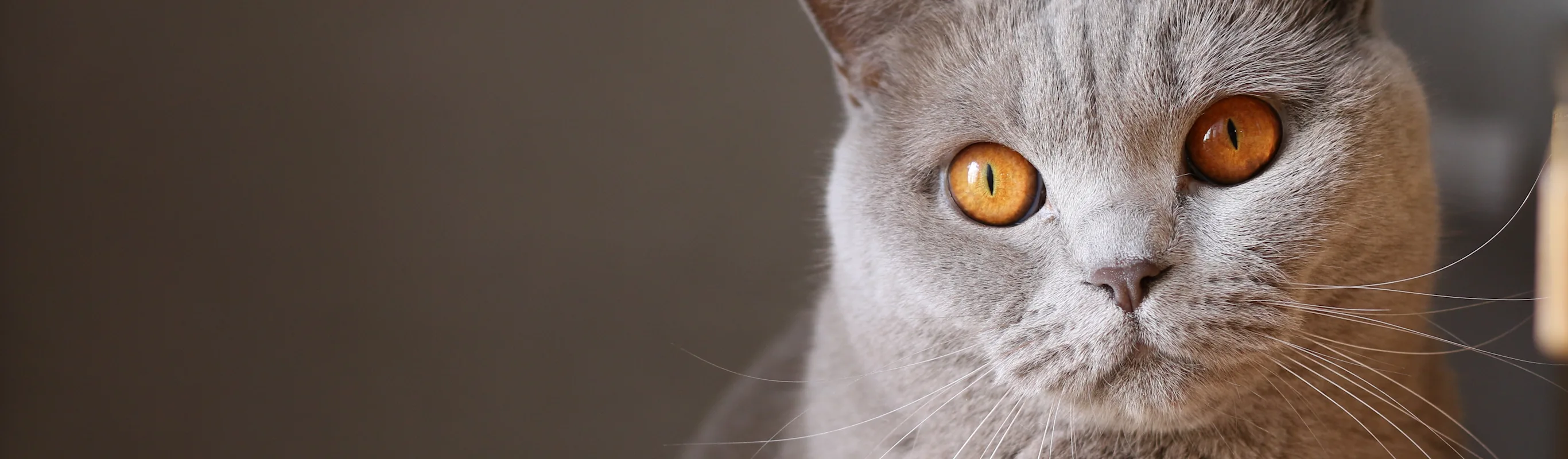 Cat with orange eyes Cat with orange eyes