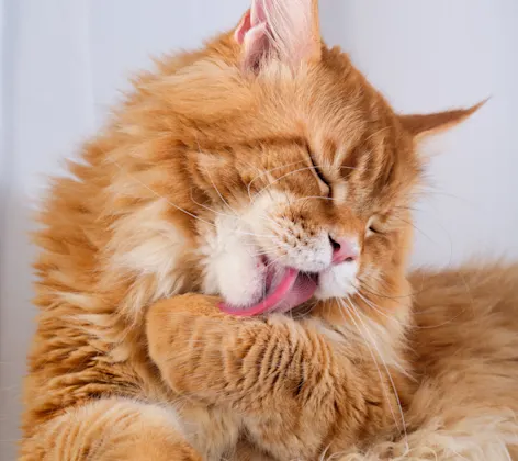 Cat cleaning itself Cat cleaning itself